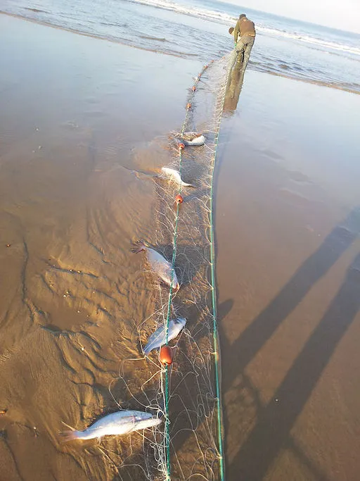 Filets Fixes sur l'Estran